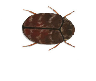 Australian Carpet Beetle (Anthrenocerus Australis)
