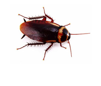Australian Cockroaches