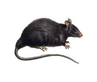 Black Rats (Rattus Rattus)