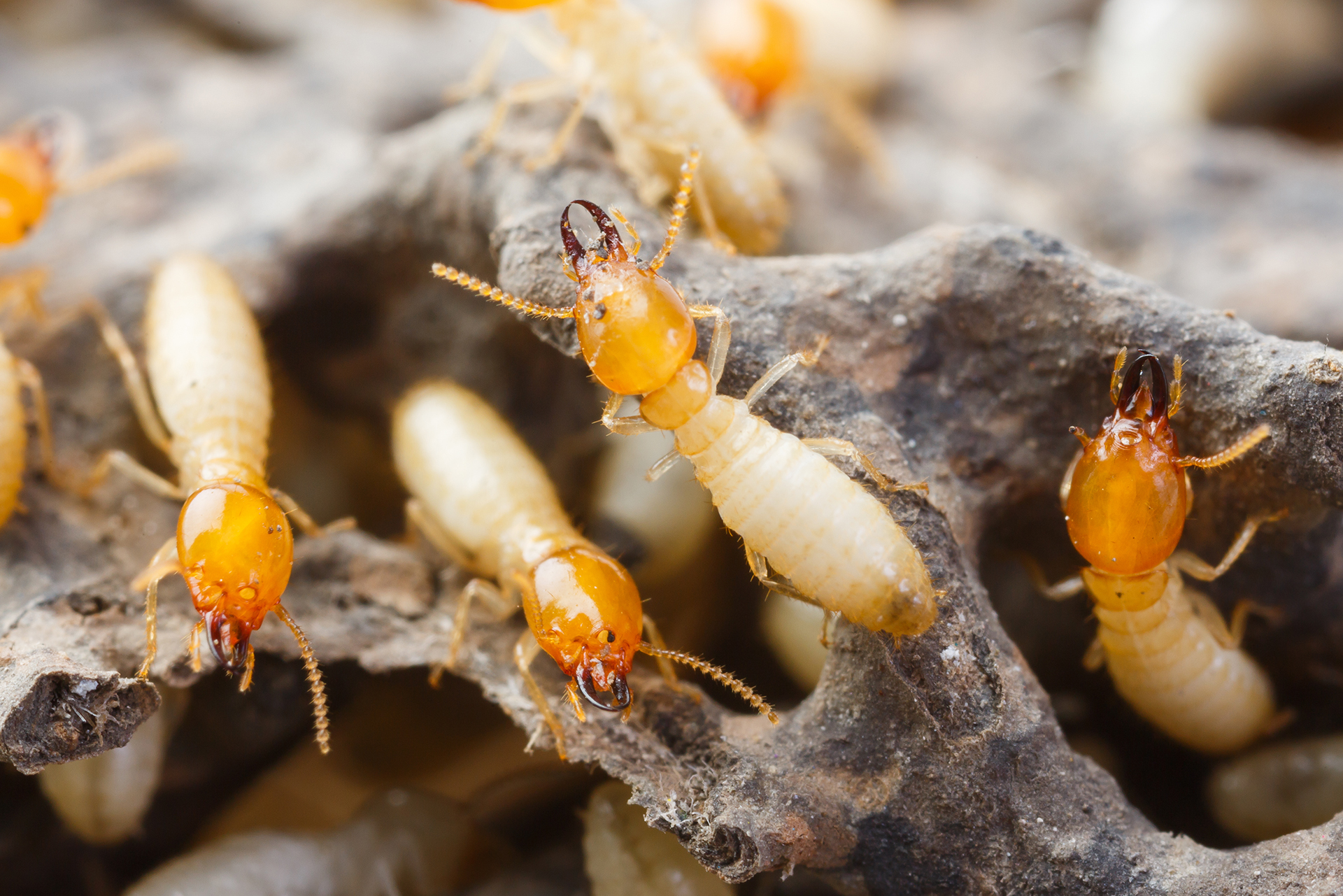 Termites ACT Pest Control Canberra Expert Rodent Pest Control